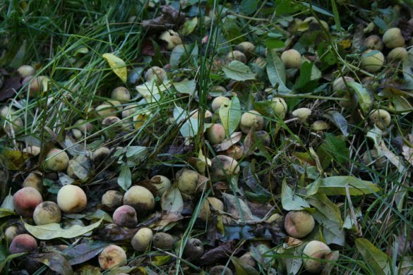Forage | Peaches